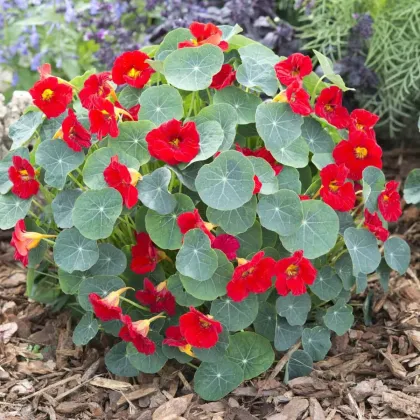 Lichořeřišnice nízká Baby Red - Kapucínka - Tropaeolum minus - semena lichořeřišnice - 8 ks