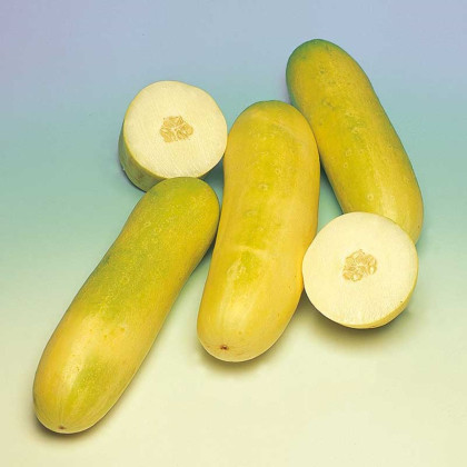 Okurka salátová Travito F1 - Cucumis sativus - semena okurky - 10 ks