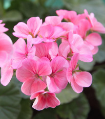 Muškát páskatý Jarka F1 - Pelargonium zonale - semena muškátu - 6 ks