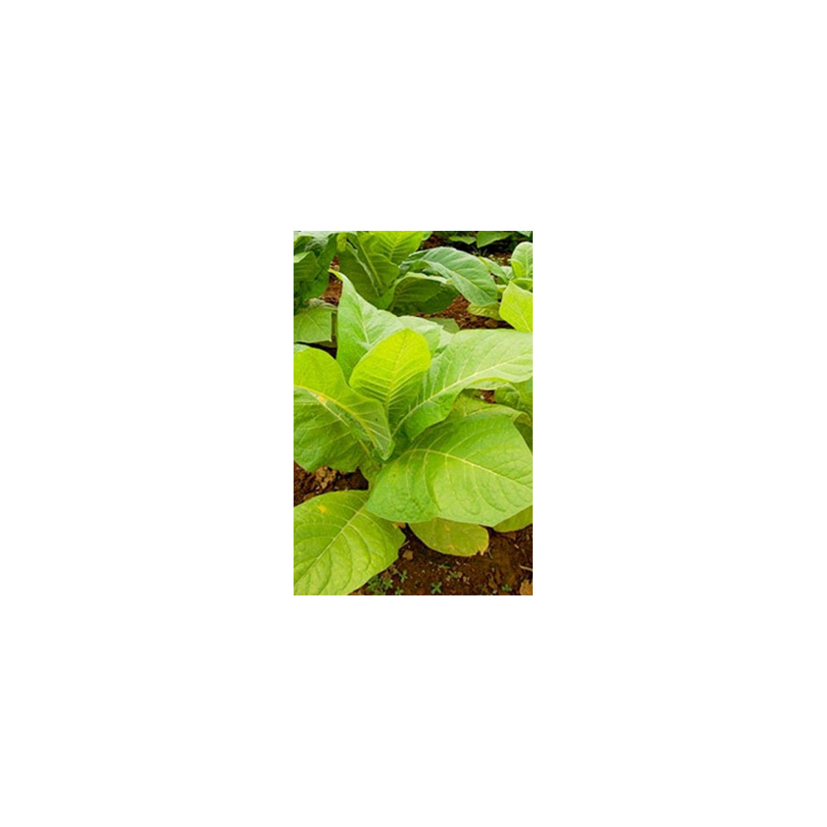 Tabák Burley - rostlina Nicotiana tabacum - semena tabáku - 20 ks