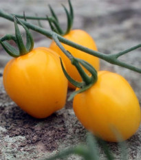 Rajče tyčkové Appleberry F1 PhR žluté - Solanum lycopersicum - semena rajčete - 7 ks