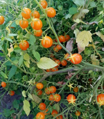 Rajče keříčkové Microberry - Solanum lycopersicum - semena rajčete - 6 ks