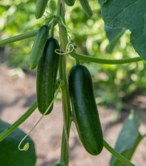 BIO Okurka Kaikura F1 - Cucumis sativus - semena okurky - 5 ks