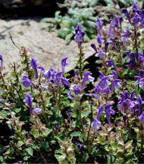 Šišák alpský - Scutellaria alpina - semena šišáku - 15 ks