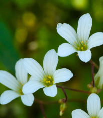 Lomikámen zrnatý - Saxifraga granulata - semena lomikamene - 100 ks