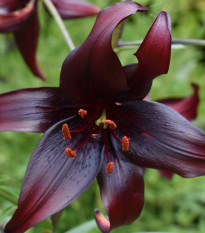 Lilie Landini - Lilium - cibule lilie - 1 ks