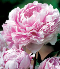 Pivoňka Sarah Bernhardt - Paeonia lactiflora - hlízy pivoňky - 1 ks