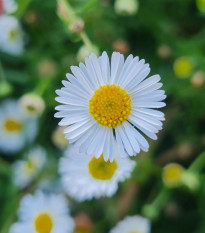 Turan Karwinského Profusion - Erigeron karvinskianus - semena turanu - 50 ks