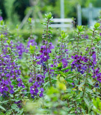 Angelonie úzkolistá Serenita purple - Angelonia serenita - semena angelonie - 6 ks