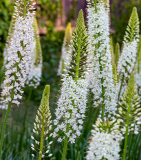 Liliochvostec White Beauty Favourite - Eremurus - hlízy liliochvostce - 1 ks