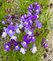 Lnice marocká Licilia Azure - Linaria maroccana - semena lnice - 30 ks