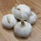 Sadbový česnek jarní Garpek - Allium - paličák - cibule česneku - 1 balení
