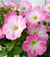 Petúnie Mistral Pearly F1 - Petunia grandiflora - semena petúnie - 15 ks