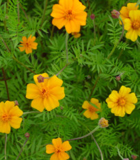 Aksamitník rozkladitý Ground control - Tagetes patula - semena aksamitníku - 0,5 g