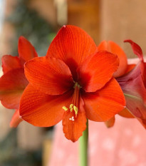 Hvězdník Naranja - Hippeastrum - cibule hvězdníku - 1 ks