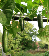 Okurka salátová Salamanda - Cucumis sativus - semena okurky - 6 ks