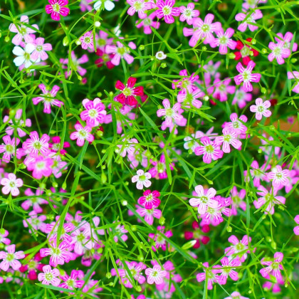 Šáter pacifický - Nevěstin závoj - Gypsophila pacifica - semena šáteru - 100 ks