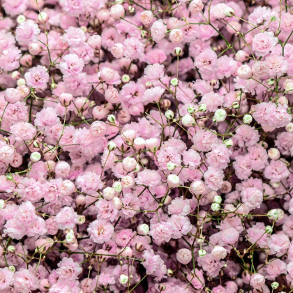 Šáter pacifický - Nevěstin závoj - Gypsophila pacifica - semena šáteru - 100 ks