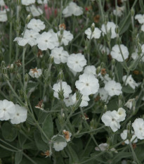 Kohoutek věncový bílý - Lychnis coronaria - semena kohoutku - 50 ks