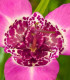 Tygřice růžová - Tigridia lilacea - hlízy tygřice - 3 ks