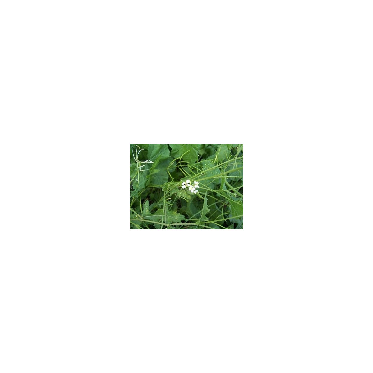 Křez úzkolistý Tiger -  Diplotaxis tenuiflora - semena - 20 ks