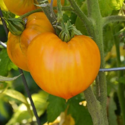 Rajče Oranžová jahoda – Lycopersicon lycopersicum – semena rajčat – 6 ks