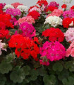 Muškát Paintbox směs - Pelargonium hybrids mix - semena - 8 ks