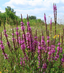 Kyprej vrbovitý - Lythrum salicaria - semena kypreje - 150 ks