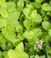 Máta jablečná - Mentha rotundifolia - semena máty - 25 ks