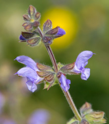 Šalvěj sporýšová - Salvia verbenaca - semena - 50 ks