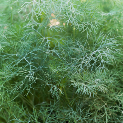 Kopr vonný Hanák - Anethum graveolens - semena kopru - 500 ks