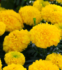 Aksamitník vzpřímený nízký Cupido - Tagetes erecta nana - semena aksamitníku - 0,3 g