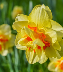 Narcis Tahiti - Narcissus - cibule narcisu - 3 ks