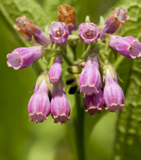 Kostival lékařský - Symphytum officinale - semena kostivalu - 5 ks