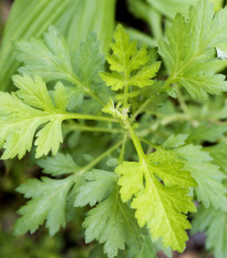 Pelyněk roční - Artemisia annua - semena pelyňku - 0,02 g