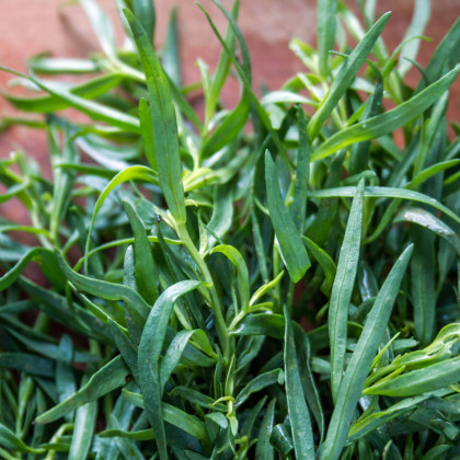 Pelyněk kozalec - Artemisia dracunculus - semena pelyňku - 0,1 g