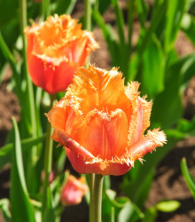 Tulipán Lambada - Tulipa - cibule tulipánu - 3 ks