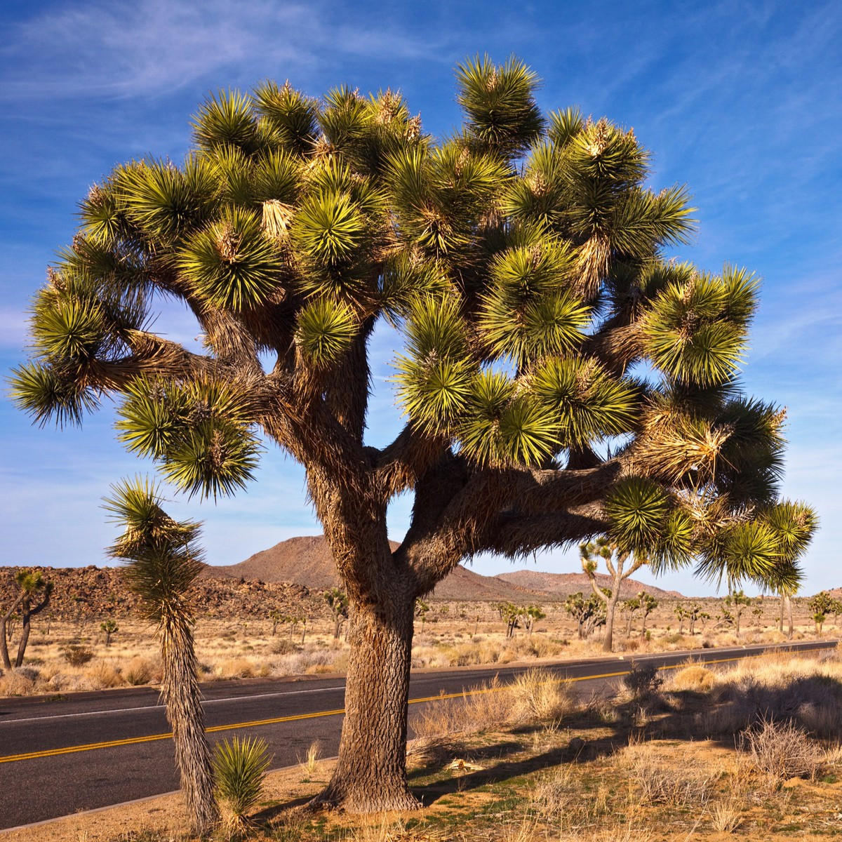 Juka krátkolistá - Joshua Tree - Yucca brevifolia - semena juky - 6 ks