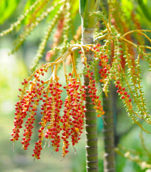 Palma - Ptychosperma macarthurii - semena palmy - 3 ks