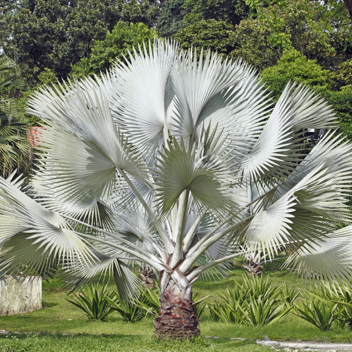 Palma stříbrná - Nannorrhops arabica - semena - 3 ks