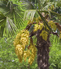 Žumara ztepilá - Trachycarpus fortunei - semena palmy - 2 ks