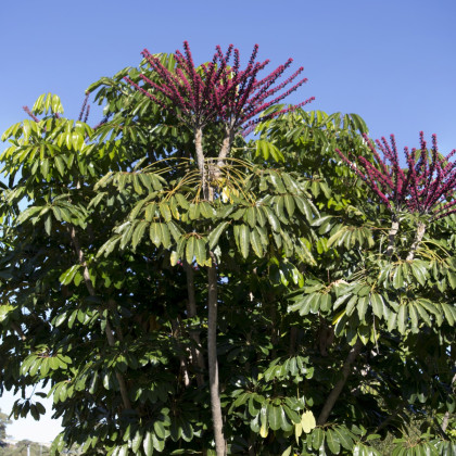 Šeflera actinophylla - Schefflera actinophylla - semena šeflery - 6 ks
