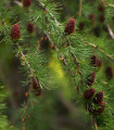 Modřín sibiřský - Larix sibirica -  semena - 10 ks