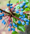 Mahónie cesmínolistá - Mahonia aquifolium - semena mahónie - 5 ks