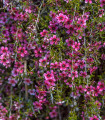 Balmín metlatý - Leptospermum scoparium  - semena - 10 ks