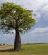 Baobab australský - Adansonia gregorii - semena baobabu - 2 ks