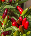 Chilli Jalapeno - Capsicum annuum - semena chilli - 6 ks