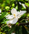 Magnólie velkokvětá - Magnolia grandiflora - semena magnólie - 5 ks