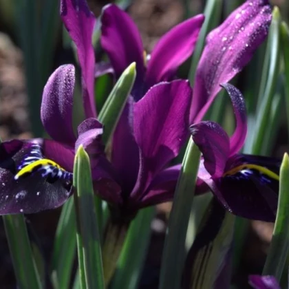 Kosatec síťkovaný George - Iris reticulata - cibuloviny - 3 ks