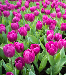Tulipán Purple Flag - Tulipa - cibule tulipánu - 3 ks